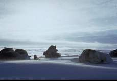 Le chien Anissak et ses compagnons se reposent.