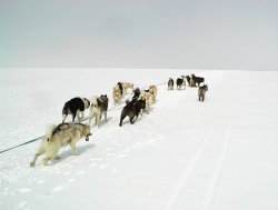 Montée vers le lac Qotorq. Les chiens ont le dos arquebouté
